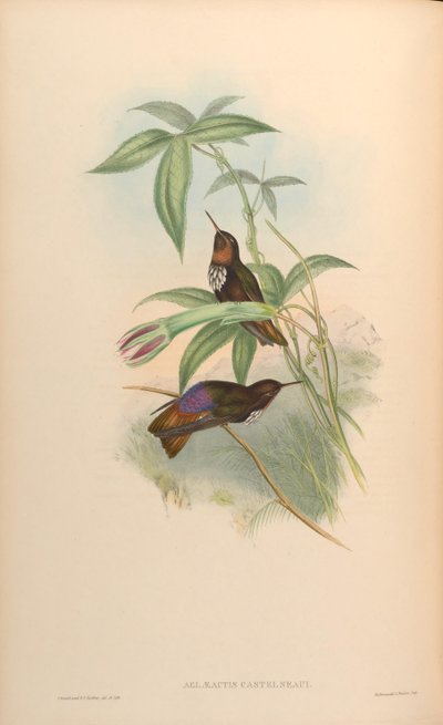 Aglaeactis castelnaui = Aglaeactis castelnaudii (as mentioned in the book itself) by John Gould
